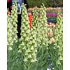 Kejserkrone persica Ivory Bells 10 stk. str. 20/+ 1 <h2 data-start="101" data-end="148">Kejserkrone <em data-start="116" data-end="125">persica</em> – 10 stk. str. 20/24</h2> <p data-start="150" data-end="634">Kejserkrone <em data-start="162" data-end="183">Fritillaria persica</em> er en eksotisk og elegant sort, der adskiller sig fra de klassiske kejserkroner med sine høje spir af små, klokkeformede blomster i en dramatisk, mørk purpur til næsten sort farve. Den blomstrer i april–maj og kan nå en højde på op til 80–120 cm, hvilket gør den til et stærkt arkitektonisk element i haven. <em data-start="492" data-end="501">Persica</em> er særligt smuk som solitærplante eller i grupper, hvor dens mørke blomster skaber spændende kontraster til lysere forårsblomster.</p> Kejserkrone persica Ivory Bells 10 stk. str. 20/+