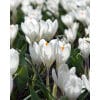 Krokus Jeanne d´Arc– str. 8/9 100 stk.