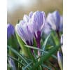 Krokus Pickwick– str. 8/9 100 stk.