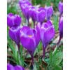 Krokus Remembrance– str. 8/9 100 stk.