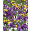 Krokus Grootbloemig/ Large flowering Mix– str. 8/9 100 stk. 2 <h3>Tulipan 'Prince-sorter' Flair str. 11/12 100stk.</h3> <h2 data-start="82" data-end="133">Tulipan <em data-start="93" data-end="109">‘Prince’ Flair</em> – 100 stk. str. 11/12</h2> <p data-start="135" data-end="460">Tulipan <em data-start="143" data-end="159">‘Prince’ Flair</em> er en smuk og iøjnefaldende tidligblomstrende sort, der tilhører den populære Prince-serie. Blomsten har en varm gul grundfarve med kraftige, røde flammer, som giver et levende og energisk udtryk i forårshaven. Med sin stærke stilk og kompakte vækst er den ideel til både bede, krukker og til snit.</p> Krokus Grootbloemig/ Large flowering Mix– str. 8/9 100 stk.
