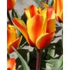 Tulipan GREIGII Cape Cod Str. 11/12 – 100 stk.