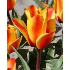 Tulipan GREIGII Cape Cod Str. 11/12 – 100 stk.