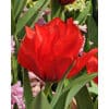 Tulipan GREIGII Roodkapje/ Red Riding Hood double Str. 11/12 – 100 stk.