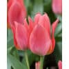 Tulipan GREIGII Toronto Str. 11/12 – 100 stk.