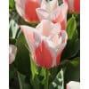 Tulipan GREIGII Willem van den Akker Str. 12/+ – 100 stk.