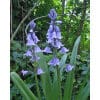 Klokkeskilla hispanica Blauw/ Blue 100 stk. str. 8/10
