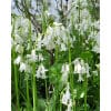 Klokkeskilla hispanica Wit/ White 100 stk. str. 8/10