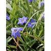 Vårstjerne uniflorum Jessie® 100 stk. str. 4/+ 2 <h2 data-start="110" data-end="169">Vårstjerne <em data-start="124" data-end="147">uniflorum Wisley Blue</em> – 100 stk. str. 4/+</h2> <p data-start="171" data-end="616">Vårstjerne <em data-start="182" data-end="215">Ipheion uniflorum ‘Wisley Blue’</em> er en smuk og pålidelig sort, der blomstrer i marts–april med stjerneformede blomster i en klar, lyseblå farve med et strejf af violet. Blomsterne dufter let og står elegant over de friske, grønne, græslignende blade. Den lave vækst og tidlige blomstring gør <em data-start="475" data-end="488">Wisley Blue</em> til et perfekt valg til kantplantning, stenbede, krukker og som bunddække, hvor den hurtigt kan danne charmerende blå tæpper.</p> Vårstjerne uniflorum Jessie® 100 stk. str. 4/+