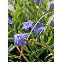 Vårstjerne uniflorum Jessie® 100 stk. str. 4/+