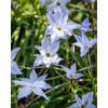 Vårstjerne uniflorum Wisley Blue 100 stk. str. 4/+