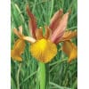 Hollandsk iris Autumn Princess 100 stk. str. 7/8 2 <h2 data-start="111" data-end="163">Hollandsk iris <em data-start="129" data-end="141">Blue Magic</em> – 100 stk. str. 8/9</h2> <p data-start="165" data-end="545">Hollandsk iris <em data-start="180" data-end="210">Iris hollandica ‘Blue Magic’</em> er en af de mest populære sorter af hollandsk iris. Den blomstrer i juni–juli med elegante, store blomster i intens blåviolet med en karakteristisk gul stribe på fanerne. Med sin stærke farve og smukke form giver <em data-start="424" data-end="436">Blue Magic</em> et levende og klassisk udtryk i haven og er samtidig en fremragende snitblomst med lang holdbarhed i vase.</p> Hollandsk iris Autumn Princess 100 stk. str. 7/8