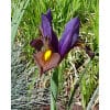 Hollandsk iris Eye of the Tiger 100 stk. str. 7/8