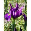 Hollandsk iris Purple Sensation 100 stk. str. 7/8