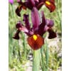 Hollandsk iris Red Ember 100 stk. str. 7/8 1 <h2 data-start="117" data-end="175">Hollandsk iris <em data-start="135" data-end="153">Purple Sensation</em> – 100 stk. str. 7/8</h2> <p data-start="177" data-end="603">Hollandsk iris <em data-start="192" data-end="228">Iris hollandica ‘Purple Sensation’</em> er en elegant sort, der blomstrer i juni–juli med store, dyb lilla til purpurviolette blomster. De intense farver kombineret med irisens klassiske, elegante form giver et raffineret og iøjnefaldende udtryk i haven. Med en højde på ca. 50–60 cm er <em data-start="476" data-end="494">Purple Sensation</em> velegnet til både staudebede, krukker og som snitblomst i buketter, hvor den giver dybde og farvekontrast.</p> Hollandsk iris Red Ember 100 stk. str. 7/8