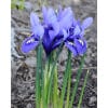 Dværgiris reticulata Harmony 100 stk. str. 6/+