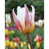 Tulipan KAUFMANNIANA Ice Stick Str. 12/+ – 100 stk. 1 <h3 data-start="149" data-end="211"><strong data-start="149" data-end="209">Tulipan KAUFMANNIANA ‘Ice Stick’ – Str. 11/12 – 100 stk.</strong></h3> <p data-start="213" data-end="639">‘Ice Stick’ er en charmerende Kaufmanniana-tulipan – en af de tidligste tulipaner, der blomstrer i haven. Den har unikke blomster i cremehvid med en varm gul base og røde striber på ydersiden af kronbladene. Når blomsterne åbner sig i solen, danner de en smuk stjerneform, som lyser haven op allerede i marts–april. Med sin lave vækst og dekorative blade er ‘Ice Stick’ perfekt til stenbede, krukker og forårsbedets forkant.</p> Tulipan KAUFMANNIANA Ice Stick Str. 11/12 – 100 stk.