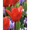 Tulipan KAUFMANNIANA Showwinner Str. 11/12 – 100 stk.
