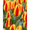 Tulipan KAUFMANNIANA Goudstuk NEW Str. 11/12 – 100 stk. 2 <h3 data-start="149" data-end="211"><strong data-start="149" data-end="209">Tulipan KAUFMANNIANA ‘Ice Stick’ – Str. 11/12 – 100 stk.</strong></h3> <p data-start="213" data-end="639">‘Ice Stick’ er en charmerende Kaufmanniana-tulipan – en af de tidligste tulipaner, der blomstrer i haven. Den har unikke blomster i cremehvid med en varm gul base og røde striber på ydersiden af kronbladene. Når blomsterne åbner sig i solen, danner de en smuk stjerneform, som lyser haven op allerede i marts–april. Med sin lave vækst og dekorative blade er ‘Ice Stick’ perfekt til stenbede, krukker og forårsbedets forkant.</p> Tulipan KAUFMANNIANA Goudstuk NEW Str. 11/12 – 100 stk.