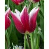 Tulipan LILY FLOWERED Claudia Str. 11/12 – 100 stk. 1 <h3 data-start="150" data-end="212"><strong data-start="150" data-end="210">Tulipan LILY FLOWERED ‘Ballerina’ – Str. 12/+ – 100 stk.</strong></h3> <p data-start="214" data-end="720">‘Ballerina’ er en klassiker blandt liljeblomstrede tulipaner og elsket for sin yndefulde form og intense farver. De høje blomster har smalle, elegante kronblade i en glødende orange nuance med et rødt skær, som giver et livligt og eksklusivt udtryk i haven. Når solen skinner, spreder ‘Ballerina’ en let, behagelig duft – en sjælden egenskab hos tulipaner. Med løgstørrelse 12/+ udvikler planterne ekstra kraftige blomster og en imponerende højde, der gør dem perfekte til både bede, krukker og buketter.</p> Tulipan LILY FLOWERED Claudia Str. 11/12 – 100 stk.