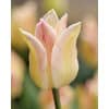 ulipan LILY FLOWERED Elegant Lady Str. 12/+ – 100 stk.