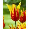 Tulipan LILY FLOWERED Fire Wings Str. 11/12 – 100 stk. 1 <h3 data-start="153" data-end="218"><strong data-start="153" data-end="216">Tulipan LILY FLOWERED ‘Elegant Lady’ – Str. 12/+ – 100 stk.</strong></h3> <p data-start="220" data-end="747">‘Elegant Lady’ er en af de mest raffinerede liljeblomstrede tulipaner, kendt for sin farveforvandling og sit yndefulde udtryk. De slanke blomster åbner sig i maj i en blød cremehvid til elfenbensfarve, som gradvist skifter til sarte rosa og lilla nuancer ved kronbladenes spidser. Med løgstørrelse 12/+ får du ekstra kraftige planter og større blomster, hvilket gør denne sort endnu mere iøjnefaldende i haven. Perfekt i bede, krukker og som en langtidsholdbar snitblomst, der bringer romantik og elegance ind i enhver buket.</p> Tulipan LILY FLOWERED Fire Wings Str. 11/12 – 100 stk.