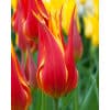 Tulipan LILY FLOWERED Fly Away Str. 12/+ – 100 stk. 1 <h3 data-start="149" data-end="211"><strong data-start="149" data-end="209">Tulipan LILY FLOWERED ‘Fly Away’ – Str. 11/12 – 100 stk.</strong></h3> <p data-start="213" data-end="672">‘Fly Away’ er en dramatisk og elegant liljeblomstret tulipan, der tilføjer et flamboyant præg til haven. Den har slanke, spidse kronblade i en intens rød farve, smukt kantet af en klar gul rand. Når blomsterne åbner sig i maj, fremstår de som elegante flammer, der skaber blikfang i både bede og krukker. De høje og yndefulde stængler gør sorten særdeles velegnet som snitblomst, hvor dens stærke farver og liljeformede elegance virkelig kommer til sin ret.</p> Tulipan LILY FLOWERED Fly Away Str. 12/+ – 100 stk.