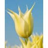 Tulipan LILY FLOWERED Johan Cruyff Str. 11/12 – 100 stk.