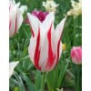 Tulipan LILY FLOWERED Marilyn Str. 11/12 – 100 stk. 2 Tulipan LILY FLOWERED Marilyn Str. 12/+ – 100 stk.
