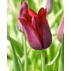Tulipan LILY FLOWERED Merlot Str. 12/+ – 100 stk.