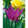 Tulipan LILY FLOWERED Purple Dream Str. 12/+ – 100 stk.