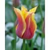 Tulipan LILY FLOWERED Sonnet Str. 12/+ – 100 stk.