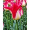Tulipan LILY FLOWERED Strawberry Romanoff Str. 11/12 – 100 stk.