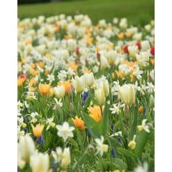 Blomsterløgsblanding ‘Oslo’ – 1 m²