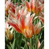 Tulipan GREIGII Quebec Str. 11/12 – 100 stk. 2 <h3 data-start="141" data-end="194"><strong data-start="141" data-end="192">Tulipan GREIGII ‘Quebec’ – Str. 12/+ – 100 stk.</strong></h3> <p data-start="196" data-end="729">‘Quebec’ er en af de mest elskede Greigii-tulipaner, særligt kendt for sine flerblomstrende stængler, hvor hvert løg kan give 3–5 blomster. De smukke blomster har en cremehvid til rosa grundfarve med flotte røde flammer, hvilket giver et elegant og livligt farvespil. Med løgstørrelse 12/+ får du ekstra kraftige planter og endnu større blomster. De marmorerede grønne blade giver yderligere dekorativ værdi og gør sorten smuk, selv før blomstring. ‘Quebec’ er perfekt til krukker, stenbede og som et farverigt tæppe i forårsbedet.</p> Tulipan GREIGII Quebec Str. 12/+ – 100 stk.