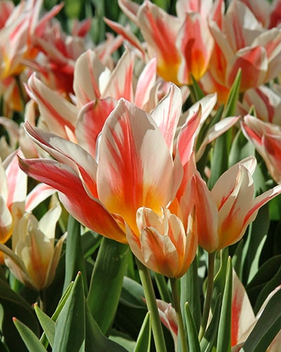 Tulipan GREIGII Quebec Str. 12/+ – 100 stk.