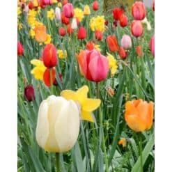 Tulipanblanding Brussel