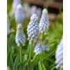 Perlehyacint Babys Breath 100 stk. str. 8/+