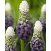 Perlehyacint latifolium Grape Ice 100 stk. str. 5/+
