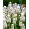 Perlehyacint aucheri White Magic NEW 100 stk. str. 8/9 1 <h2 data-start="110" data-end="169">Perlehyacint <em data-start="126" data-end="147">aucheri Ocean Magic</em> – 100 stk. str. 7/8</h2> <p data-start="171" data-end="674">Perlehyacint <em data-start="184" data-end="215">Muscari aucheri ‘Ocean Magic’</em> er en smuk og raffineret sort, der blomstrer i april–maj med elegante blomsterstande i harmoniske blå og hvide nuancer. Blomsterne er mørkeblå ved basis, lysner opad til himmelblå og afsluttes med rene hvide spidser, hvilket giver en flot farvegraduering – som små “havbølger” i bedet. Med en højde på ca. 15–20 cm er <em data-start="534" data-end="547">Ocean Magic</em> velegnet til kantplantning, stenbede, krukker og til naturalisering, hvor den giver et unikt og frisk farvespil år efter år.</p> Perlehyacint aucheri White Magic NEW 100 stk. str. 8/9