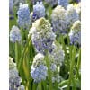 Perlehyacint armeniacum Nature's Beauty 100 stk. str. 7/8 2 <h2 data-start="112" data-end="173">Perlehyacint <em data-start="128" data-end="151">armeniacum Night Eyes</em> – 100 stk. str. 7/8</h2> <p data-start="175" data-end="698">Perlehyacint <em data-start="188" data-end="221">Muscari armeniacum ‘Night Eyes’</em> er en spændende og anderledes sort, der blomstrer i april–maj med tætte, oprette blomsterstande i en dyb, næsten sortblå farve, smukt kontrasteret af små, hvide blomsterspidser. Denne elegante farvekombination giver et dramatisk og raffineret udtryk i haven og gør <em data-start="487" data-end="499">Night Eyes</em> til et særligt blikfang blandt forårets blomster. Med en højde på ca. 15–20 cm er den ideel til kantplantning, stenbede, krukker og til naturalisering, hvor den vender trofast tilbage år efter år.</p> Perlehyacint armeniacum Nature's Beauty 100 stk. str. 7/8