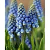 Perlehyacint aucheri Blue Magic 100 stk. str. 8/9 1 <h2 data-start="116" data-end="181">Perlehyacint <em data-start="132" data-end="159">armeniacum Siberian Tiger</em> – 100 stk. str. 8/9</h2> <p data-start="183" data-end="690">Perlehyacint <em data-start="196" data-end="233">Muscari armeniacum ‘Siberian Tiger’</em> er en sjælden og elegant sort, der blomstrer i april–maj med tætte, drueformede blomsterstande i ren hvid. Den friske, klare farve giver et unikt og sofistikeret udtryk i foråret og skaber en smuk kontrast til de klassiske blå perlehyacinter eller gule påskeliljer. Med en højde på ca. 15–20 cm er <em data-start="532" data-end="548">Siberian Tiger</em> perfekt til kantplantning, stenbede, krukker eller til naturalisering, hvor den danner lyse tæpper, som vender trofast tilbage år efter år.</p> Perlehyacint aucheri Blue Magic 100 stk. str. 8/9