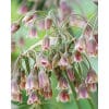 prydløg storblomstrende siculum 100 stk. str. 10/12