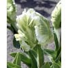 Tulipan Parrot Super Parrot Str. 11/12 – 100 stk.