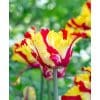 Tulipan Parrot Texas Flame Str. 11/12 – 100 stk.