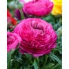 Ranunkel Rosa/Pink 100 stk. str. 6/7 1 <h3 data-start="106" data-end="166">Økologiske Stjerneblomst Brodiaea Corrina 100stk.</h3> <h2 data-start="106" data-end="166">Økologisk Stjerneblomst <em data-start="133" data-end="144">‘Corrina’</em> – 100 stk. str. 5/6</h2> <p data-start="168" data-end="543">Stjerneblomst <em data-start="182" data-end="193">‘Corrina’</em> er en yndefuld og meget hårdfør forårsløgplante, som danner stjerneformede blomster i en intens blåviolet farve. Den hører til de små, men effektfulde løgvækster, som giver friskhed og lethed i haven, når den blomstrer i april–maj. Som økologisk dyrket løg er <em data-start="454" data-end="465">‘Corrina’</em> et bæredygtigt valg, der sikrer både skønhed i haven og hensyn til naturen.</p> Ranunkel Rosa/Pink 100 stk. str. 6/7
