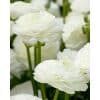Ranunkel Wit/ White 100 stk. str. 6/7