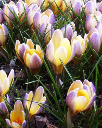 Krokus chr. Advance 100stk.
