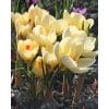 Krokus chr. Cream Beauty 100stk.