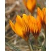 Krokus Orange Monarch 100stk.